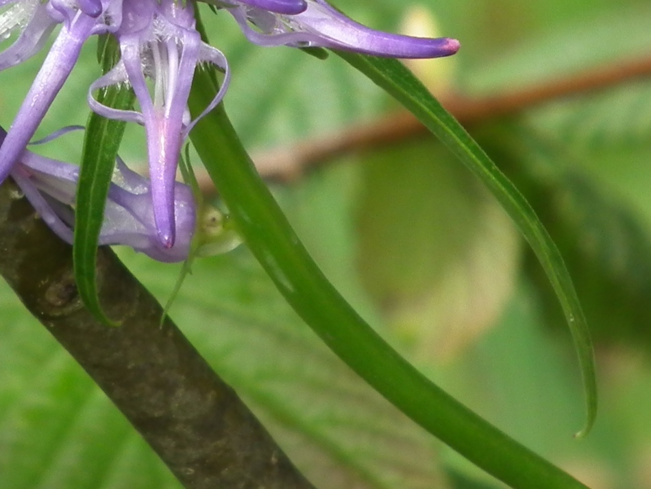 Phyteuma scheuchzeri / Raponzolo di Scheuchzer